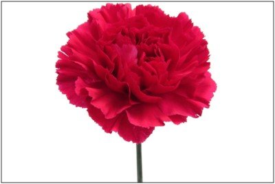Carnation Dark Pink