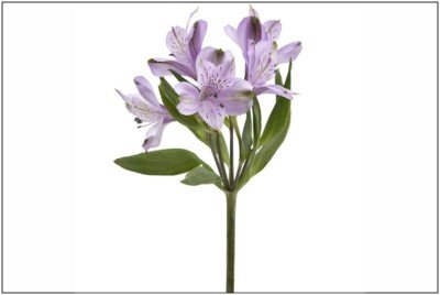 Alstroemeria Purple