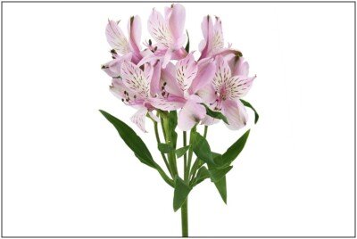 Alstroemeria Pink