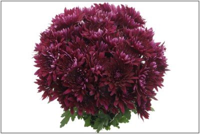 Carnation Lavender