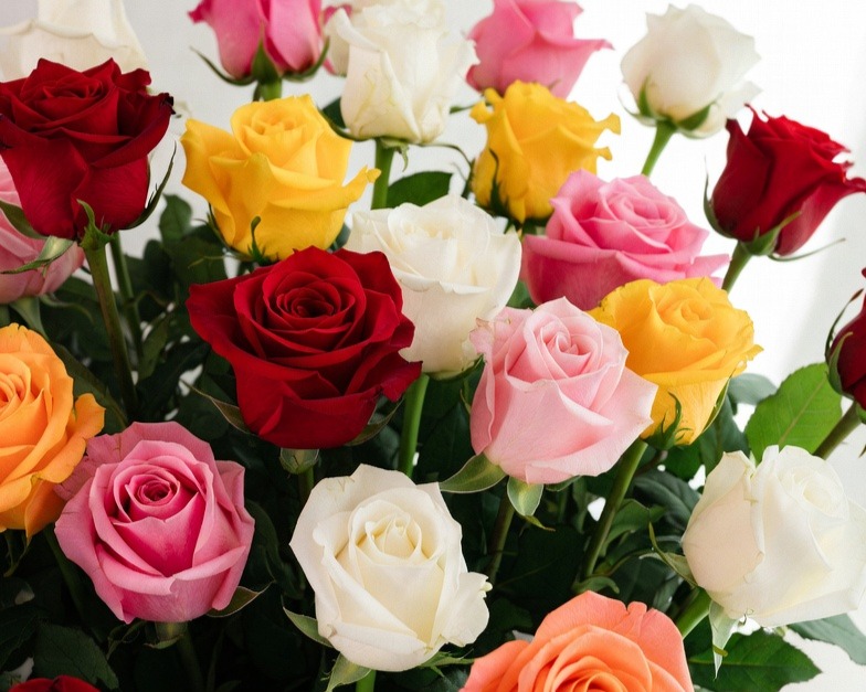ROSE 70CM ECU ASSORTED COLOR
