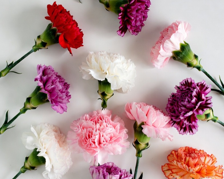 ASSORTED CARNATION FANCY