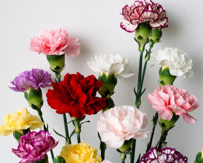 ASSORTED CARNATION SELECT