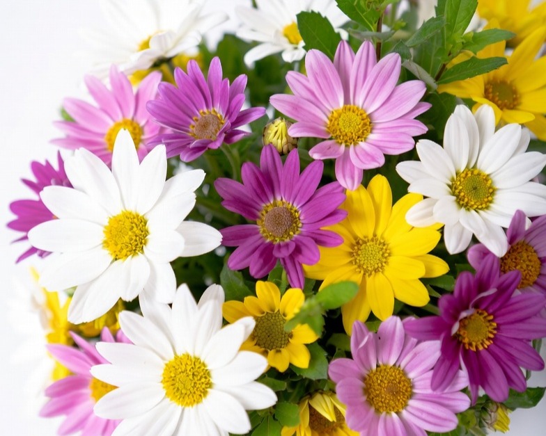 ASSORTED DAISY BQ