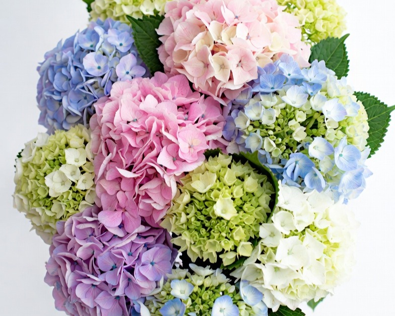 ASSORTED HYDRANGEAS SELECT