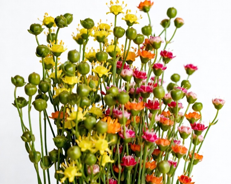ASSORTED HYPERICUM 70 BQ