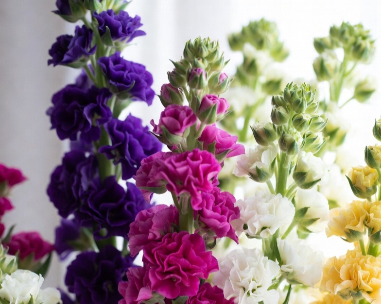 ASSORTED STOCK SPRAY