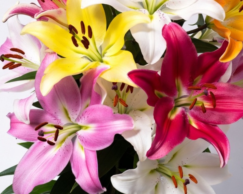 ASSORTED HYBRID LILIES