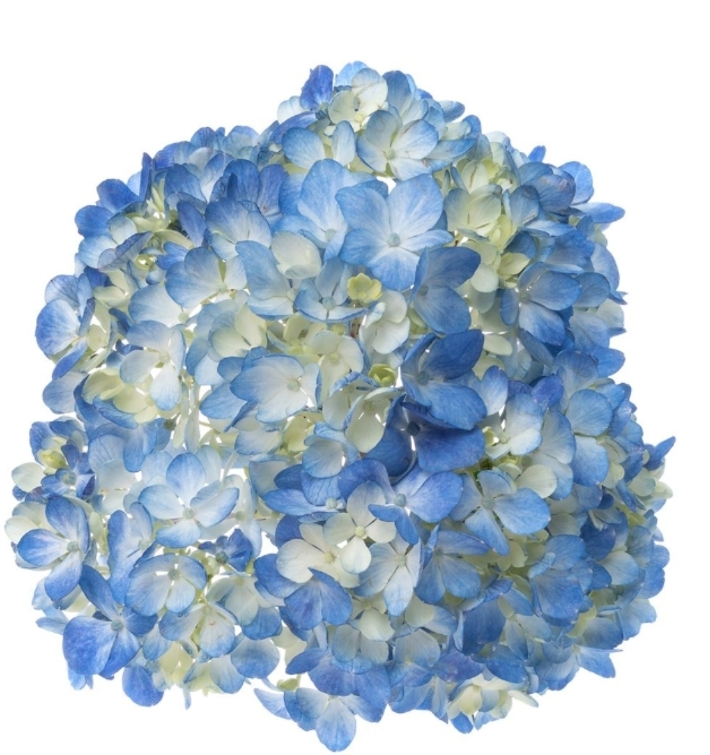 BLUE HYDRANGEAS SELECT
