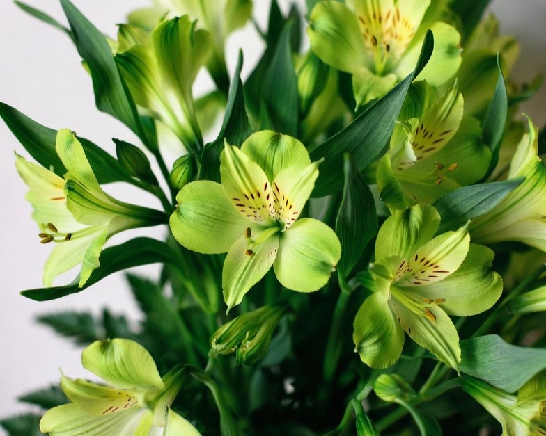 GREEN ALSTROEMERIA FANCY BQ