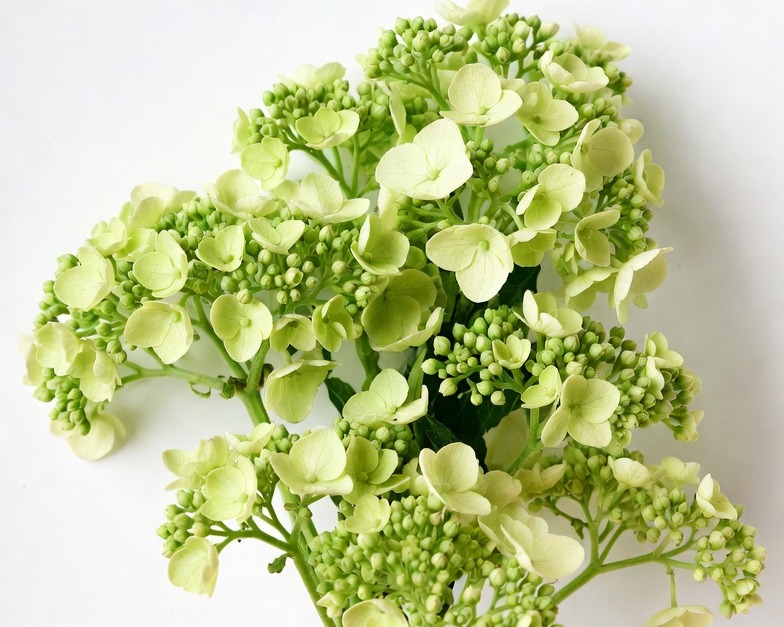 GREEN HYDRANGEAS BABY