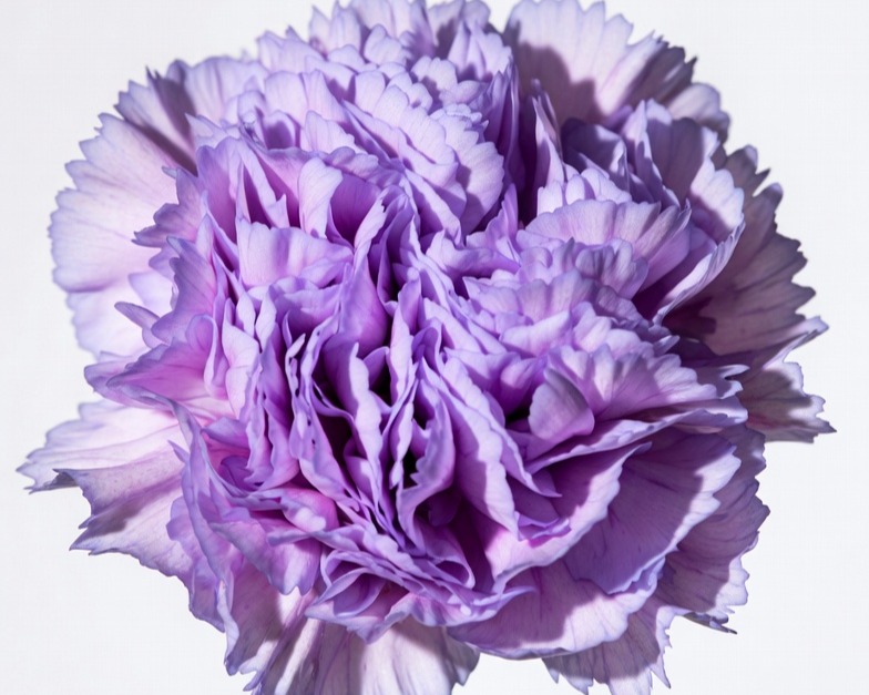 LAVENDER CARNATION FANCY