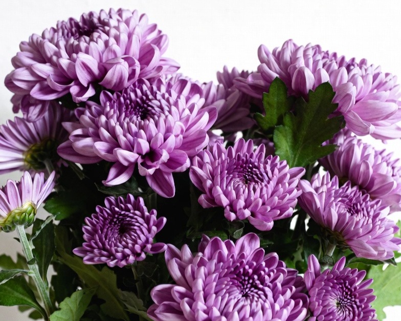 LAVENDER CUSHION BQ