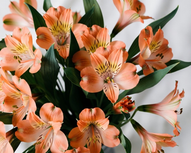 ORANGE ALSTROEMERIA FANCY BQ