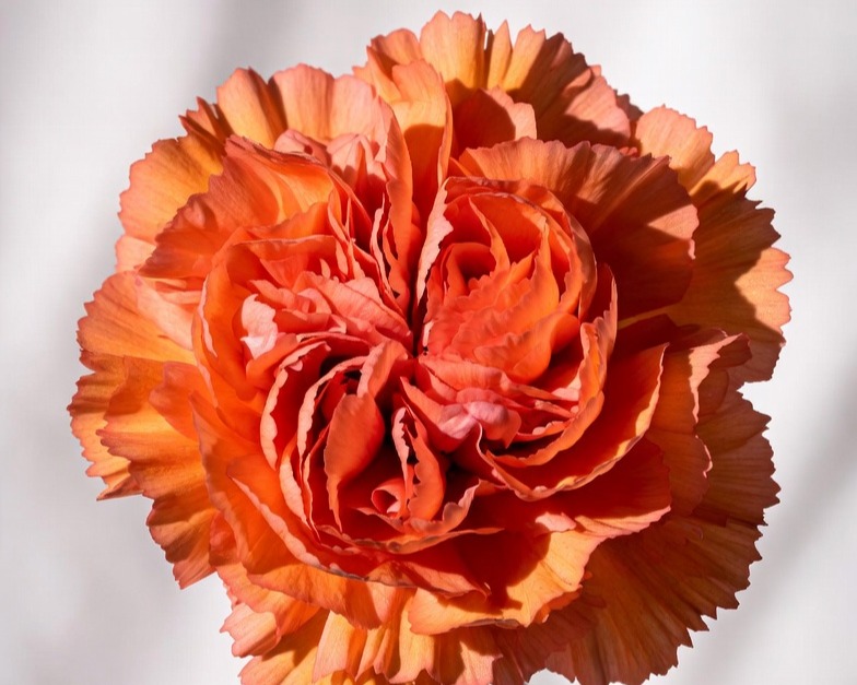 ORANGE CARNATION FANCY