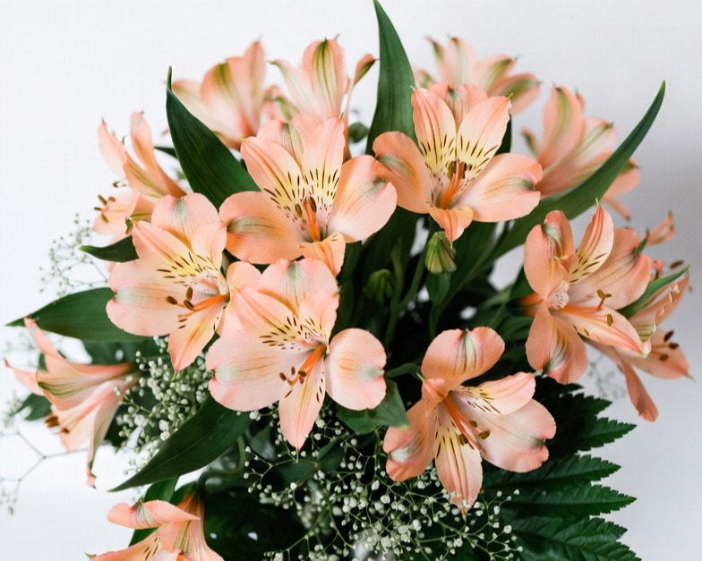 PEACH ALSTROEMERIA FANCY BQ