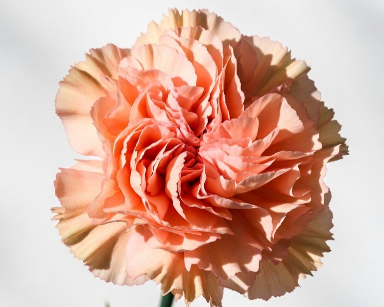PEACH CARNATION FANCY