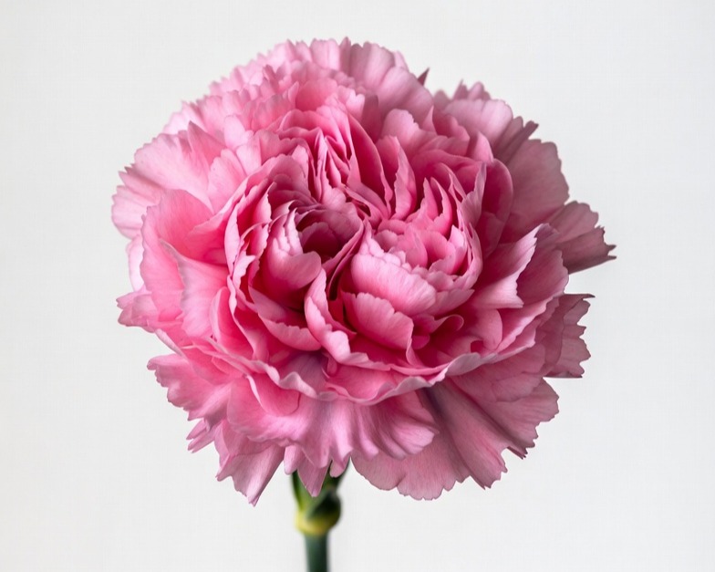 PINK CARNATION FANCY