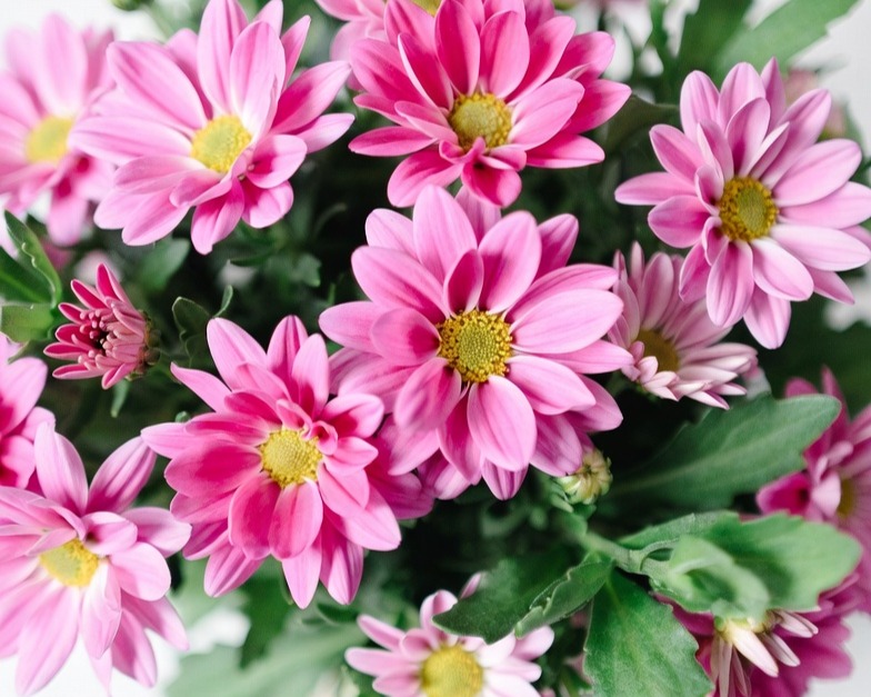 PINK DAISY BQ