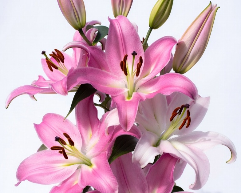 PINK ORIENTAL LILIES