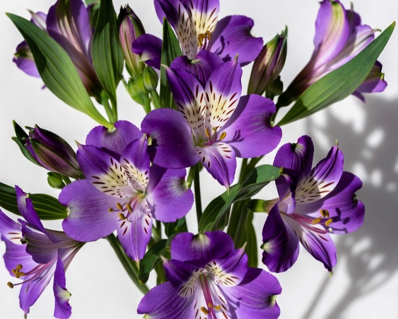 PURPLE ALSTROEMERIA FANCY BQ