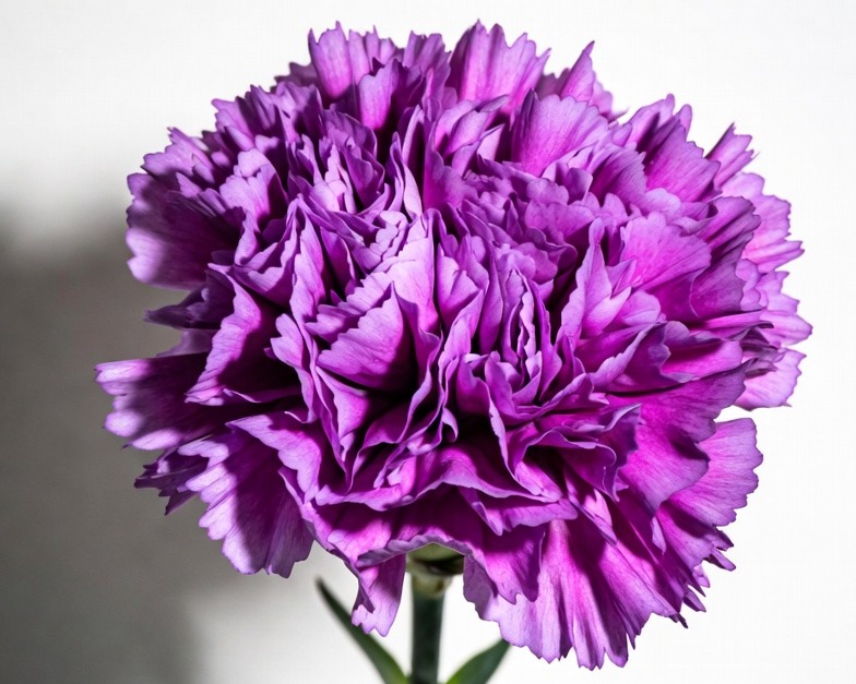 PURPLE CARNATION FANCY