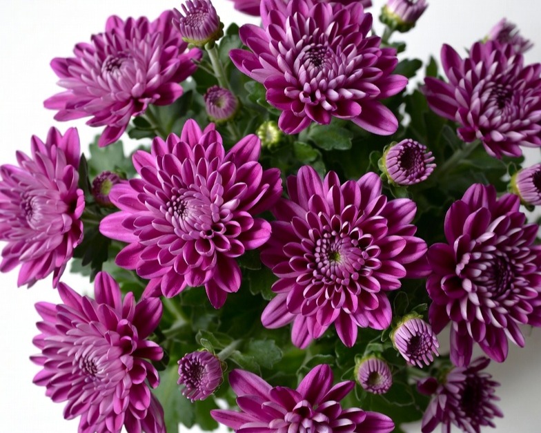 PURPLE CUSHION BQ