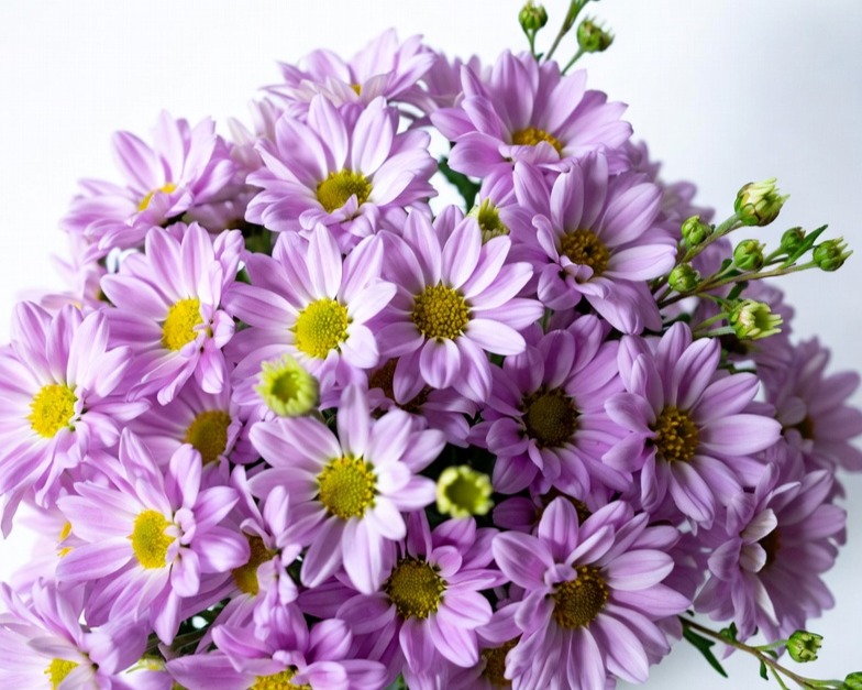 PURPLE DAISY BQ
