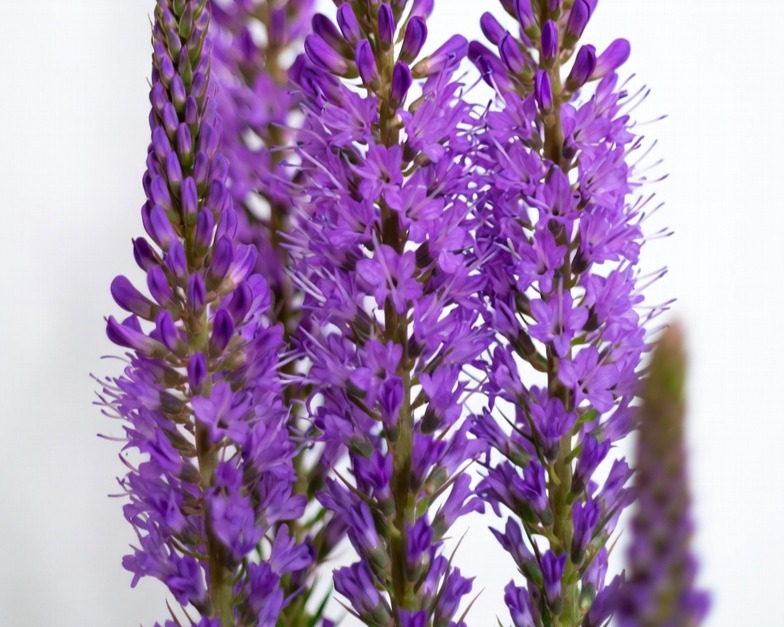 PURPLE LIATRIS 90 BQ