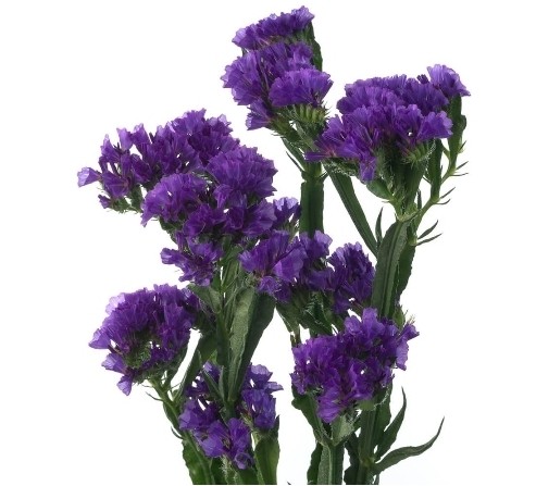 PURPLE STATICE