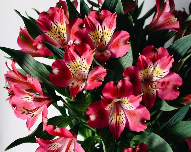 RED ALSTROEMERIA FANCY BQ