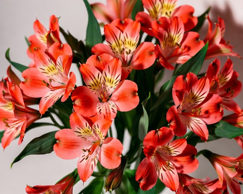 ALSTROEMERIA SELECT RED BQ