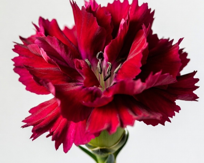 RED CARNATION FANCY