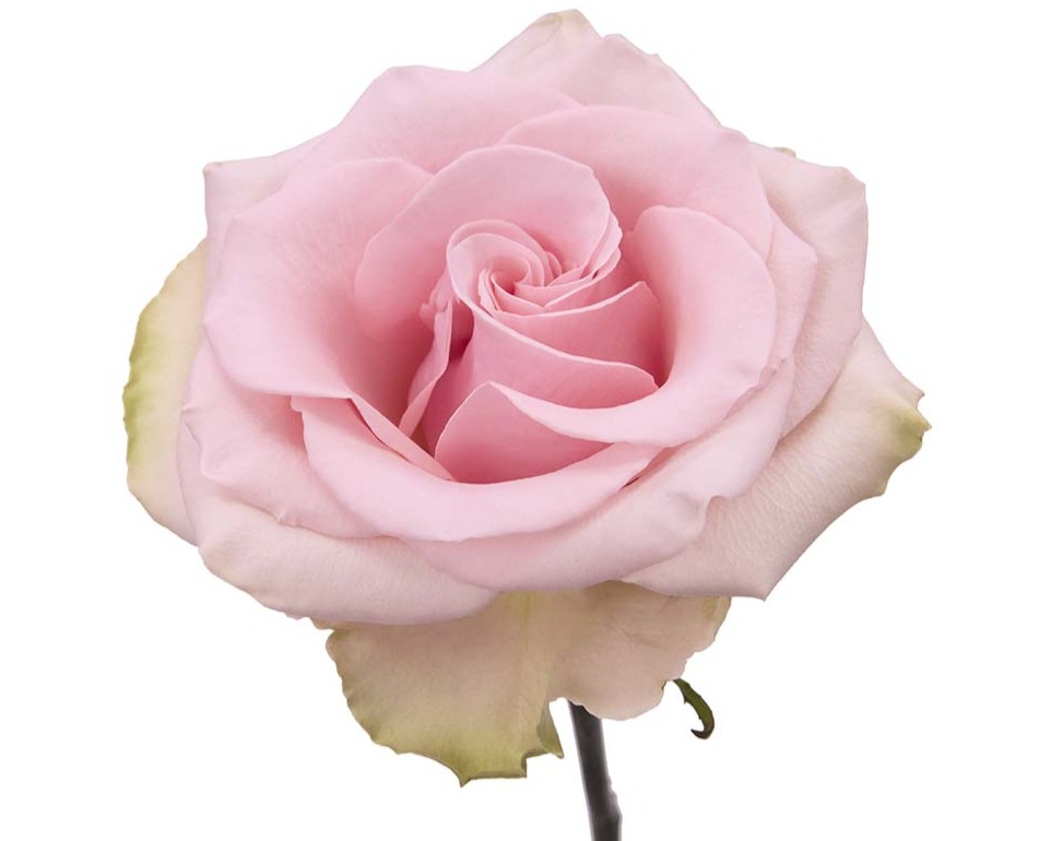 ROSE - COLOR 50 ABSOLUT IN PINK