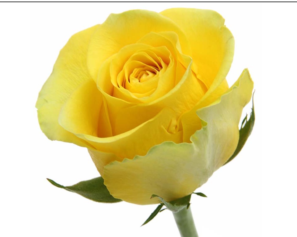 YELLOW ROSE - COLOR 50 BRIGHTON