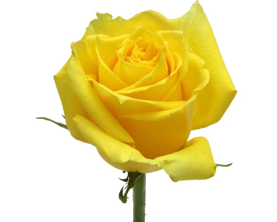 ROSE - COLOR 50 CANARY