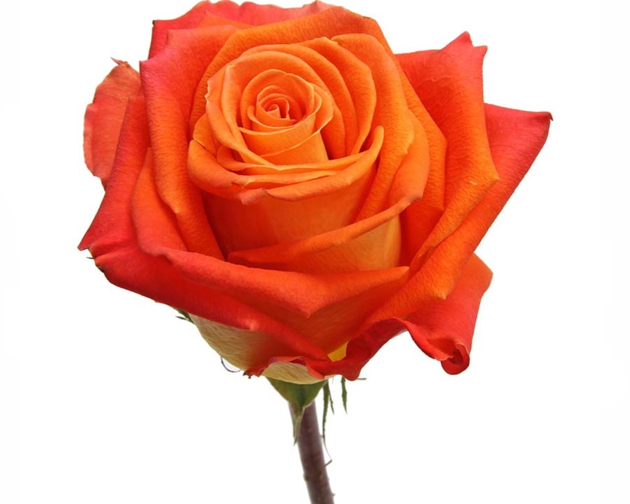 ORANGE ROSE - SPRAY 50