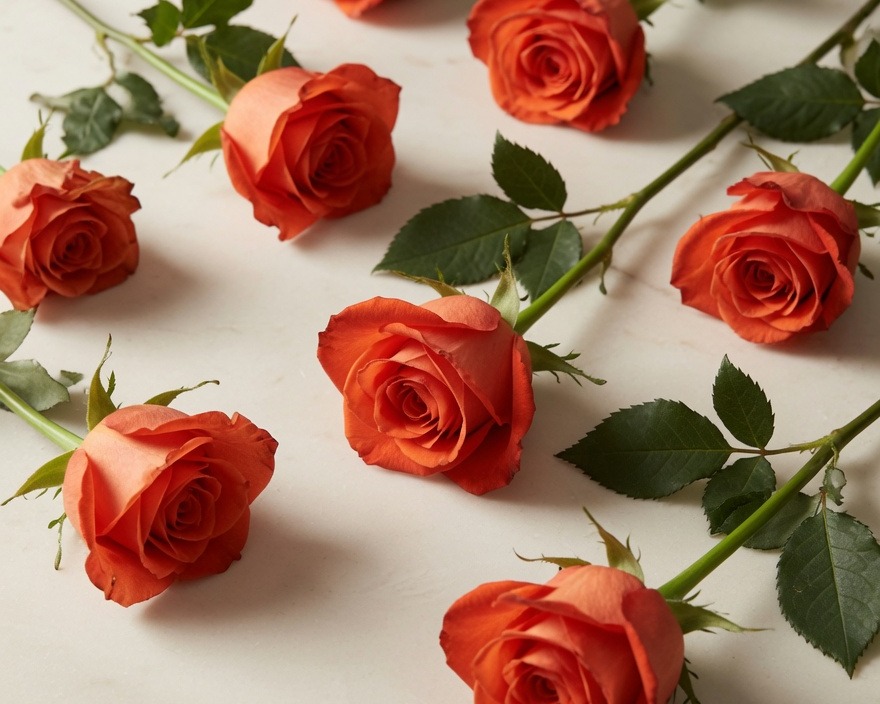 COLOR ROSE - COLOR 50