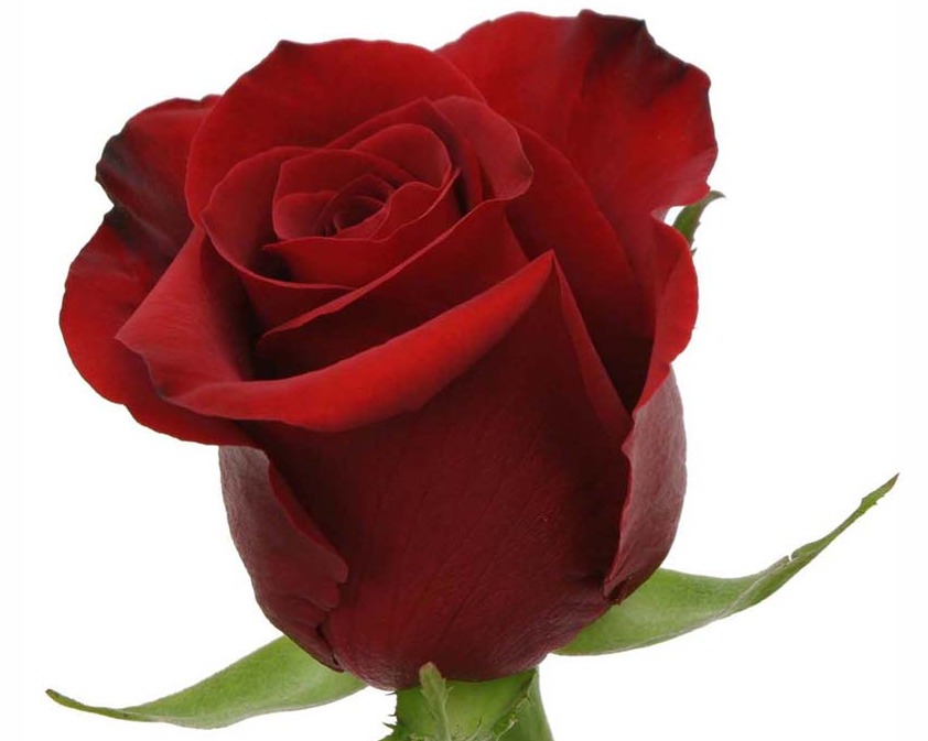 ROSE - RED 50 FREEDOM