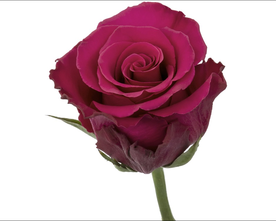 ROSE - COLOR 50 JACARANDA