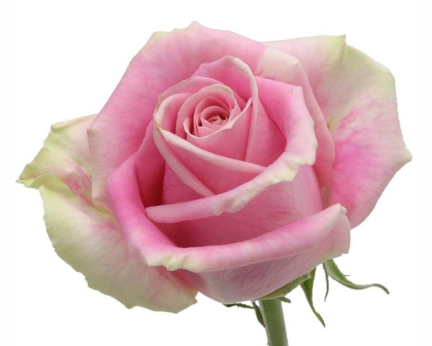 ROSE - COLOR 50 ROSITA VENDELA