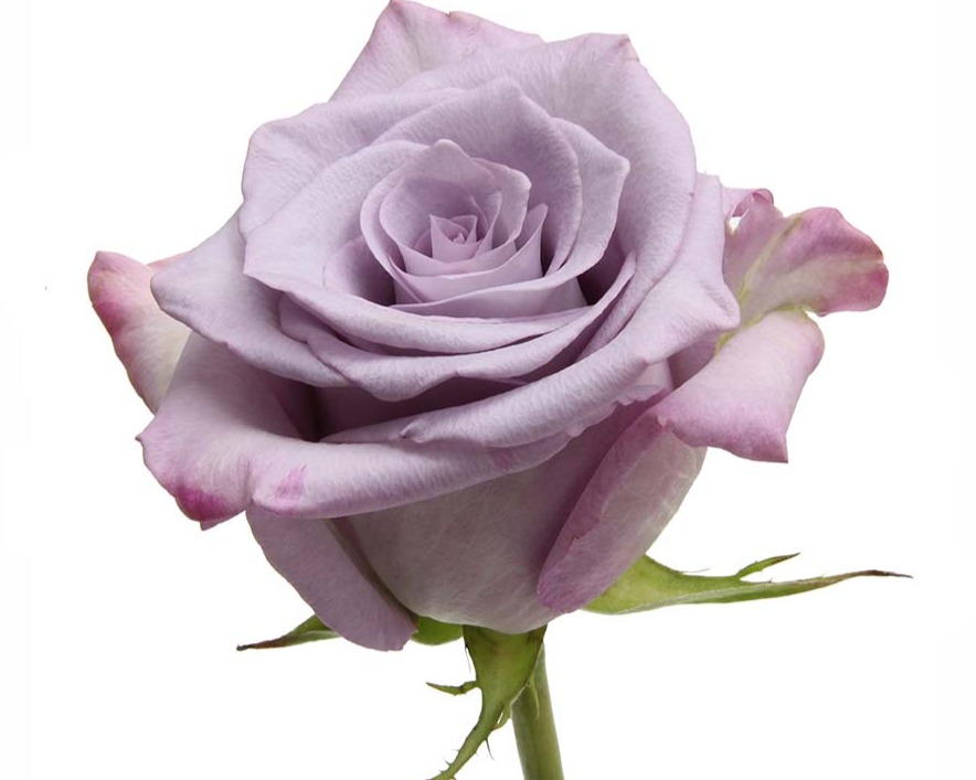 ROSE - COLOR 50 DEEP PURPLE