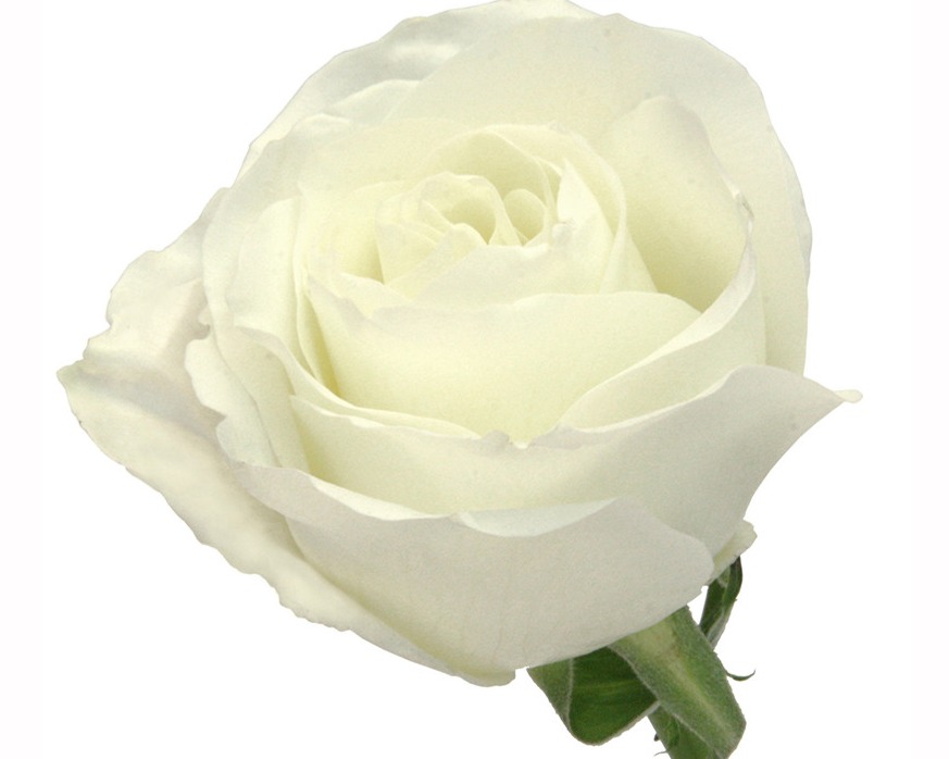 ROSE 50CM ECU TIBET