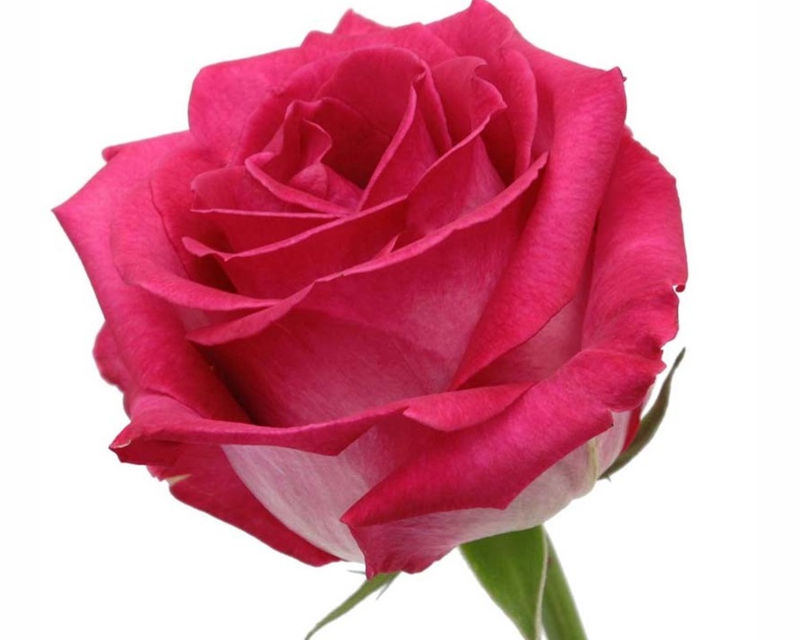 ROSE - COLOR 50 VERDI