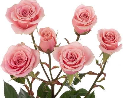PINK ROSE - SPRAY 50
