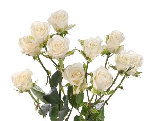 WHITE ROSE - SPRAY 50