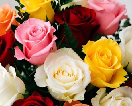 ROSE CB SHORT DOZEN COLOR ROSE