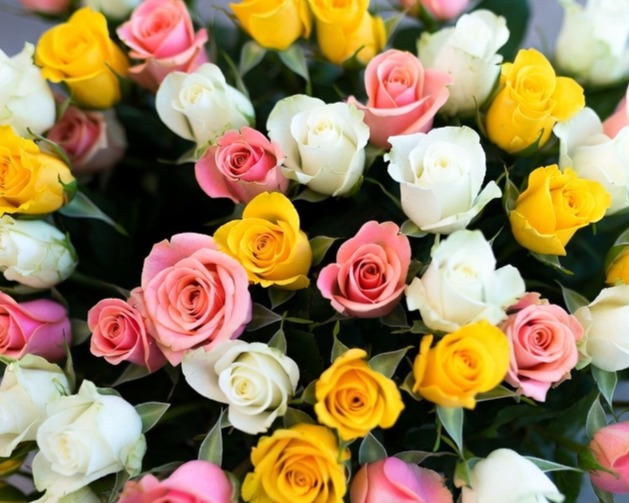 ASSORTED ROSE - SPRAY 50