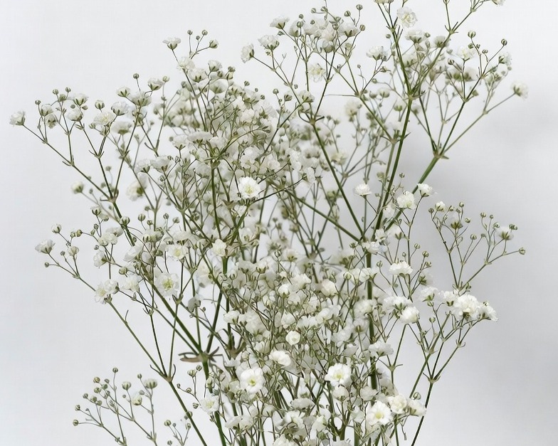 WHITE GYPSO COSMIC BQ