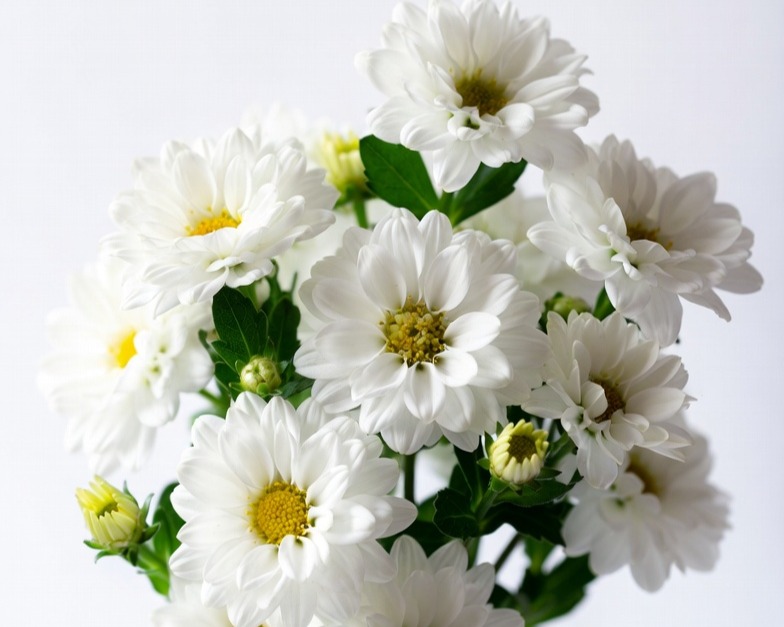 WHITE ASTER BQ